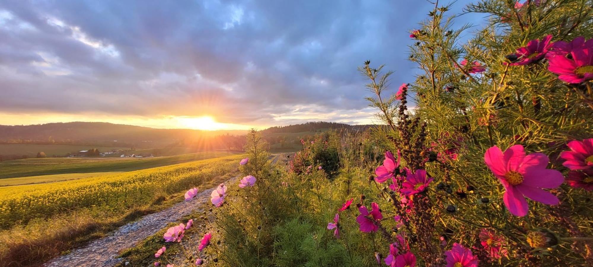 Ferienwohnung Bayerwaldblick Jandelsbrunn Buitenkant foto